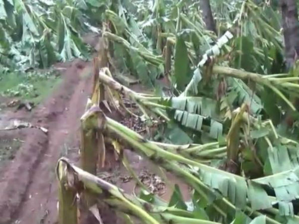 Heavy winds in Theni District-Banana trees damage Heavy winds in Theni District-Banana trees damage