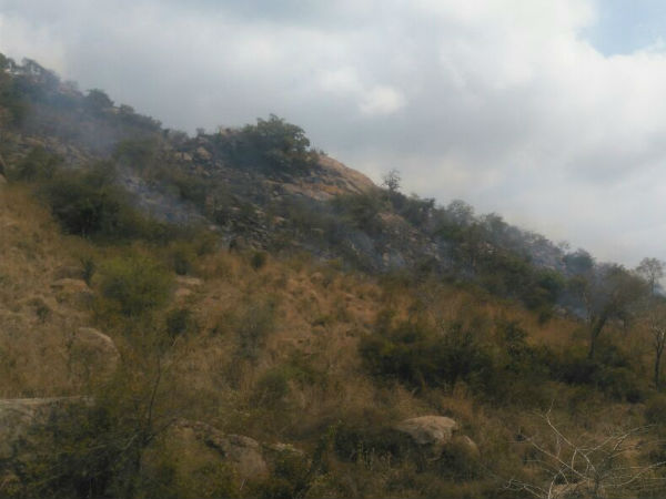 Forest fire in Parvatha mountain at Thiruvannamalai Forest fire in Parvatha mountain at Thiruvannamalai