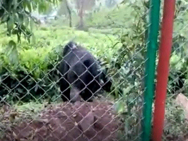 The people of Kotagiri are afraid of the bear. The people of Kotagiri are afraid of the bear.