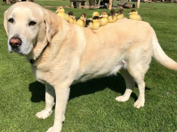 dog adopted 9 ducklings after their mom left dog adopted 9 ducklings after their mom left