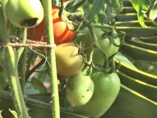 அரசே கொள்முதல் செய்யவேண்டும்