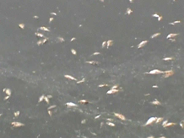 The floating fish in the lake near Ambur The floating fish in the lake near Ambur