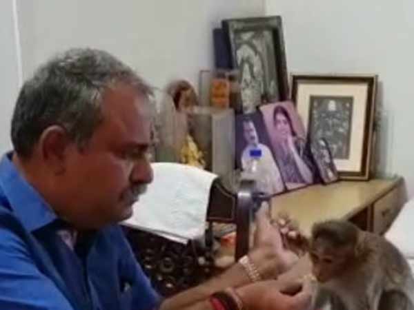 Karnataka MLA Suresh Babu taken tiffin with a monkey Karnataka MLA Suresh Babu taken tiffin with a monkey