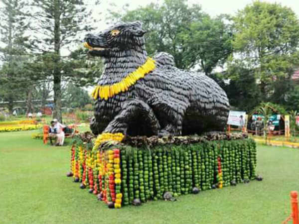 Vegetable Exhibition at Kothagiri Vegetable Exhibition at Kothagiri