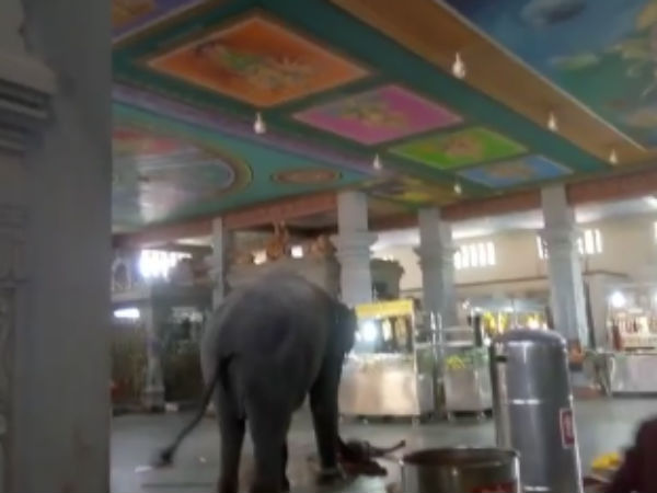Samaypuram temple elephant brought out from temple Samaypuram temple elephant brought out from temple