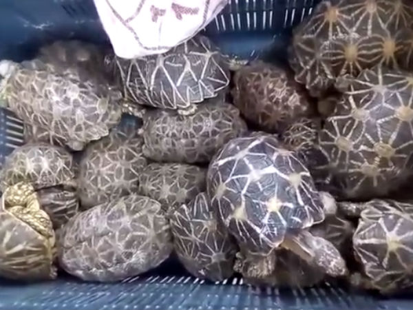 Rs.18 crore star turtles confiscated in Pudukkottai, Rs.18 crore star turtles confiscated in Pudukkottai,