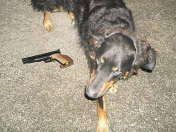 Us Man Shot By Own Dog Us Man Shot By Own Dog