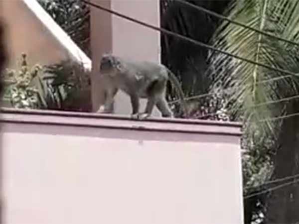 4 monkeys threatens public near West Palladam. 4 monkeys threatens public near West Palladam.