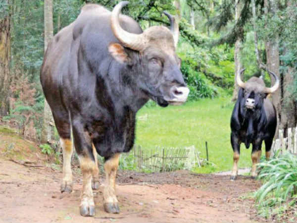 Bisons are in the Ooty Botanical Gardens Bisons are in the Ooty Botanical Gardens