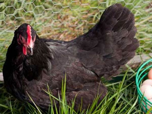 Free Country Chickens will be Distributed Soon in TN Free Country Chickens will be Distributed Soon in TN