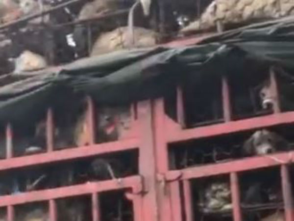 Dog meat festival opens in China despite controversy Dog meat festival opens in China despite controversy