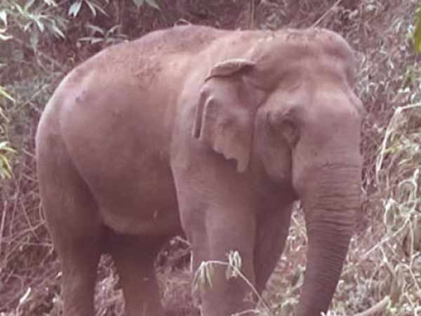 The elephant kills the worker in Theni Dist. The elephant kills the worker in Theni Dist.