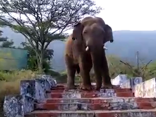 2 people torture the elephant near kovai 2 people torture the elephant near kovai