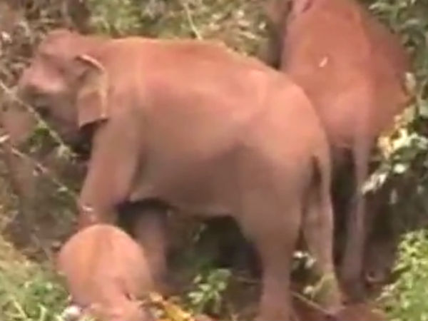 3 elephants recover in sathyamangalam forest area 3 elephants recover in sathyamangalam forest area