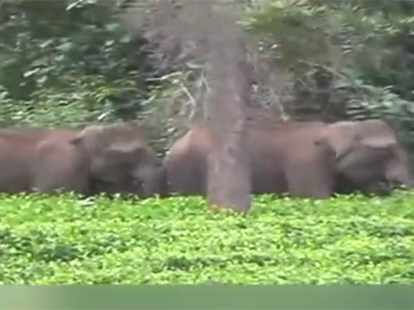 Kerala Elacchi estate owners kick out the elephants to TN border Kerala Elacchi estate owners kick out the elephants to TN border