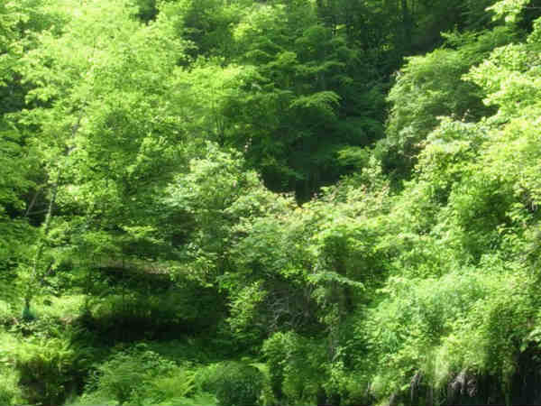 we have to take oath to grow atleast one tree to save the earth on this world environment day we have to take oath to grow atleast one tree to save the earth on this world environment day
