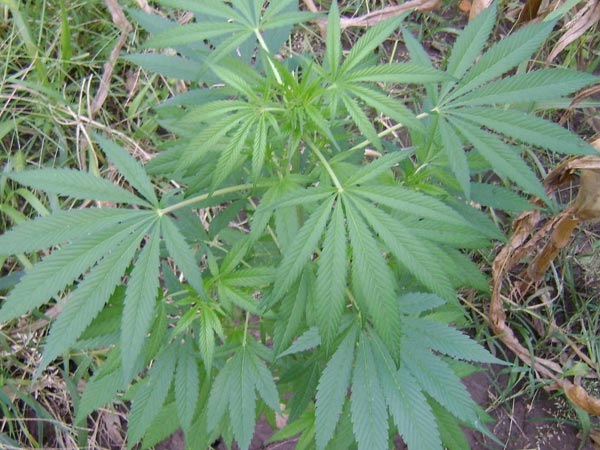 The farmer asked for seeds of cannabis at the Grievance meeting in Cuddalore The farmer asked for seeds of cannabis at the Grievance meeting in Cuddalore