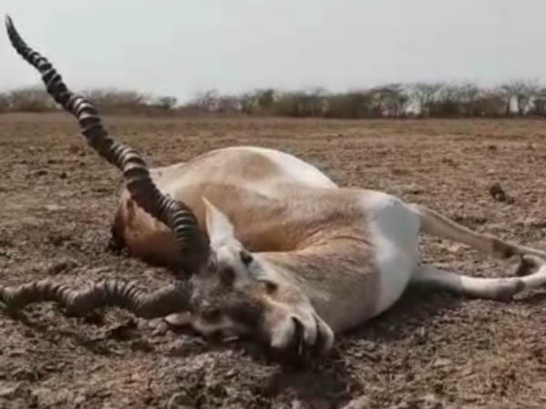 Bodies of deers, birds found near Chemical factory in Gujarat Bodies of deers, birds found near Chemical factory in Gujarat