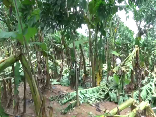 Lakhas of banana trees damages in the heavy rain in Kanyakumari Dist. Lakhas of banana trees damages in the heavy rain in Kanyakumari Dist.