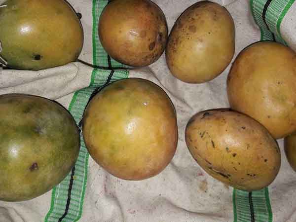 பிரசாதமாக பெற்ற பக்தர்கள்