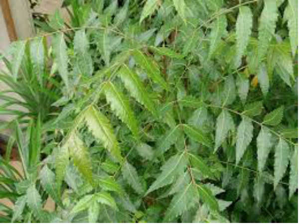 ஆரோக்கியம் தரும் மரங்கள்