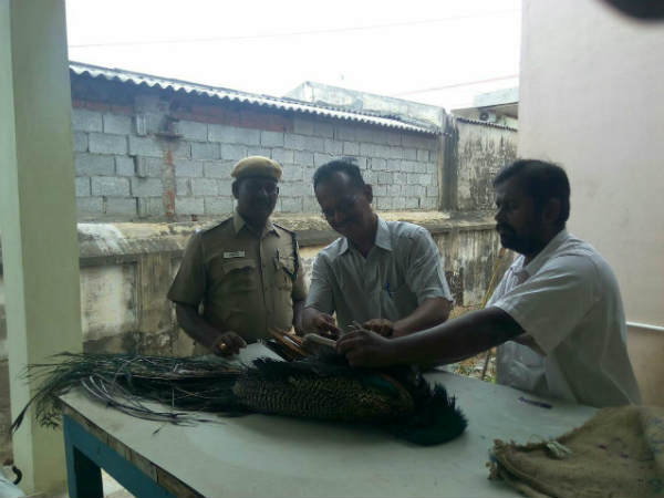 the peacock kills in the electric wire in erode the peacock kills in the electric wire in erode