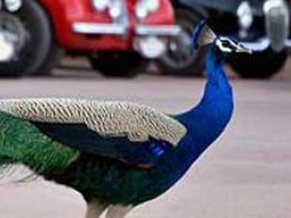 Peacock death on the electric wire in Thogaimalai Peacock death on the electric wire in Thogaimalai