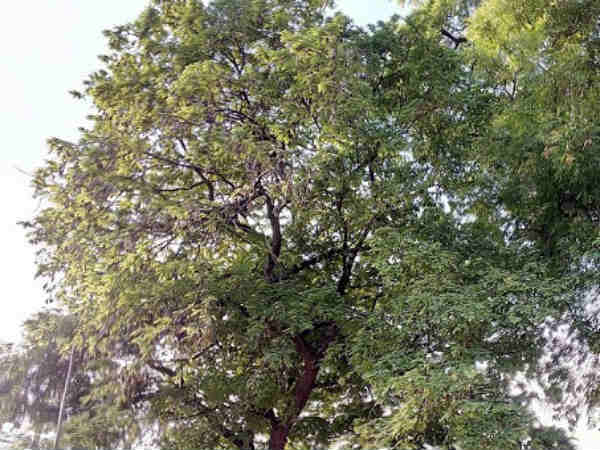 புழுக்காத சாணம்