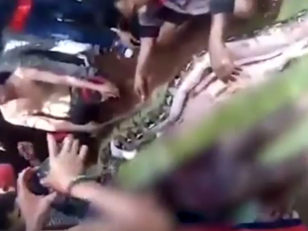 Huge Python swallows 54 year old woman in Indonesia Huge Python swallows 54 year old woman in Indonesia