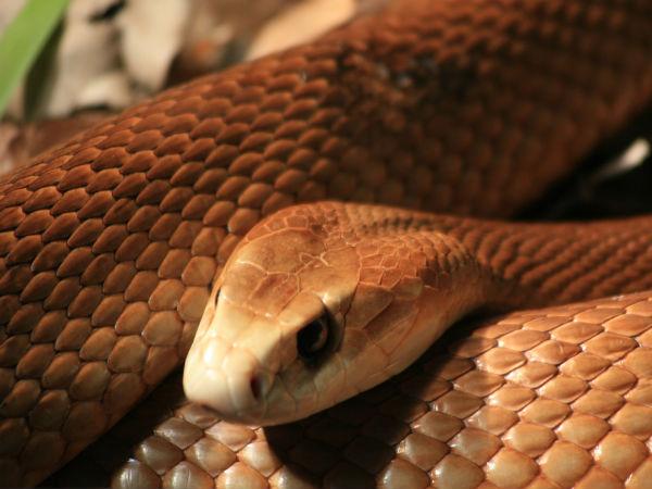 deadly snake bites back after man cut off its head deadly snake bites back after man cut off its head