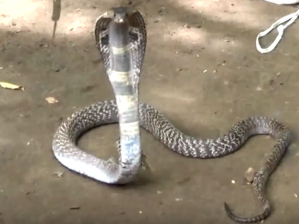 Snake at Puduchery airport Snake at Puduchery airport