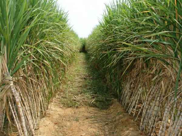 Central Governement to give 8000 crores Sugarcane Farmers Central Governement to give 8000 crores Sugarcane Farmers