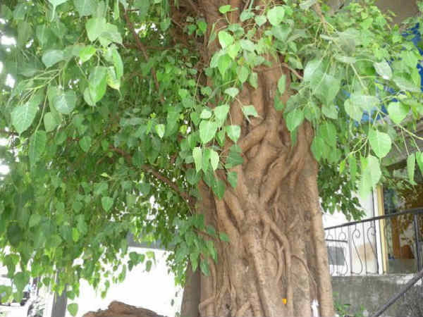 நிழல் தரும் மரங்கள்