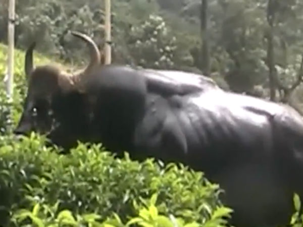 Bison died of electrocution in Kovai Bison died of electrocution in Kovai
