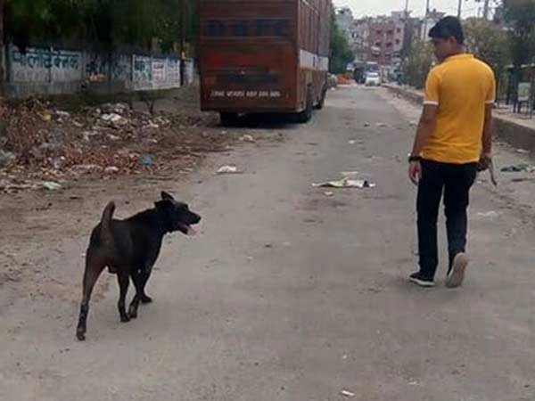 6 வயது நாய்