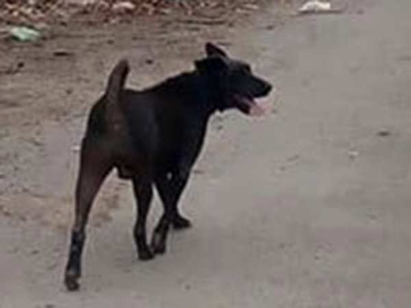 தத்து எடுத்து வளர்த்தார்