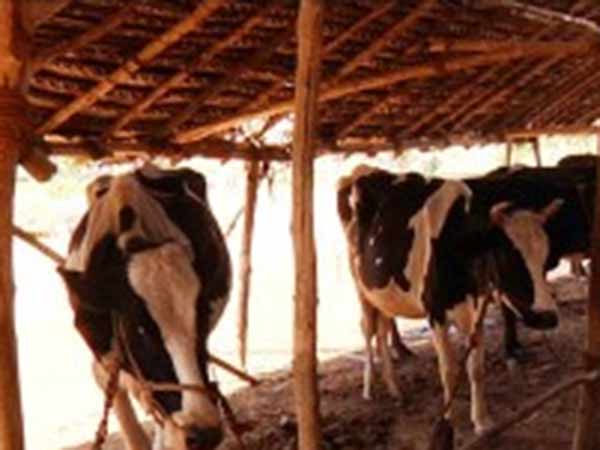 பசு கோமியத்திற்கு டிமாண்ட்