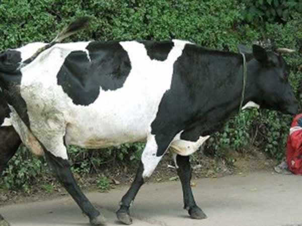 மருத்துவ குணம் கொண்ட கோமியம்