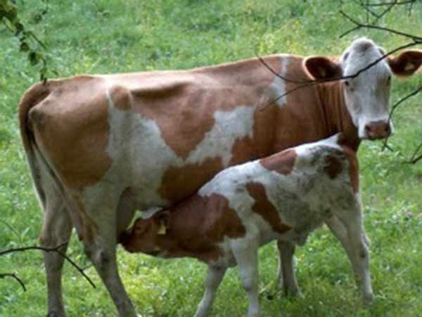 விவசாயத்திற்கு இயற்கை உரம்