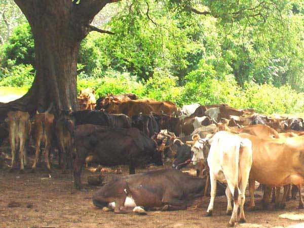 உரம் தயாரிக்க பயன்படும் கோமியம்
