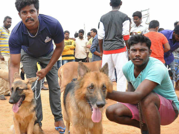 120 dogs participated in dogs exhibition in Krishnagiri 120 dogs participated in dogs exhibition in Krishnagiri