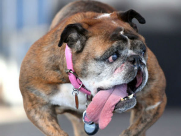 Worlds Ugliest Dog Dies At Age 9 Worlds Ugliest Dog Dies At Age 9