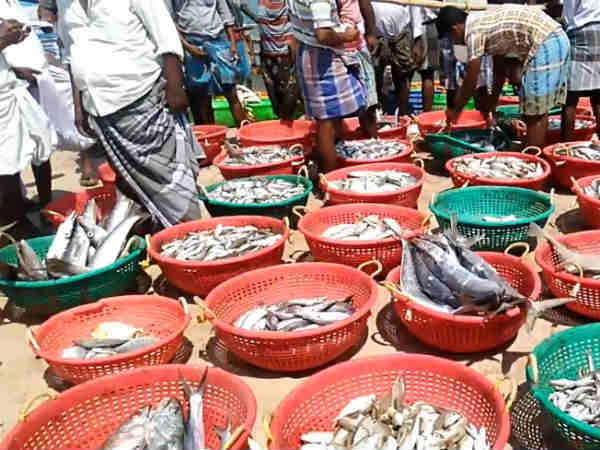 Our fishermen are not using chemical in preservation says Minister Jayakumar Our fishermen are not using chemical in preservation says Minister Jayakumar