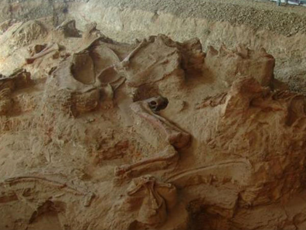 Amazing Dragon Fossils discovered Amazing Dragon Fossils discovered