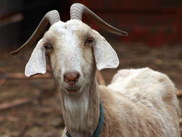 Pregnant goat dies because 8 person sexually assaulted Pregnant goat dies because 8 person sexually assaulted