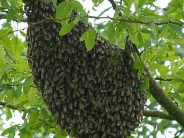 Holidays to school due to Honey Bees in Nellai Holidays to school due to Honey Bees in Nellai