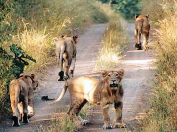 A dog saves a man from attacks of lions in Amreli district of Gujarat A dog saves a man from attacks of lions in Amreli district of Gujarat