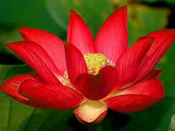 எந்த தாமரை