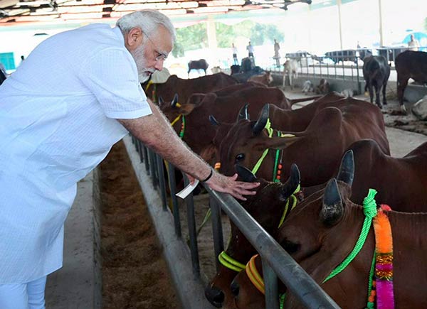 Modi gifts 200 Holy Cows to Rwanda Modi gifts 200 Holy Cows to Rwanda