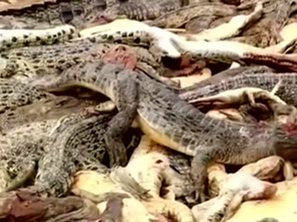 புல் அறுத்த போது